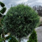 Cypruštek arizónsky  (Cupressus arizonica) ´FASTIGIATA´ (-13°C) - výška 140-160 cm, kont. C25L - NA KMIENKU